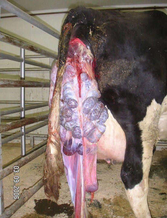 Dairy cow with uterine prolapse and attached placenta